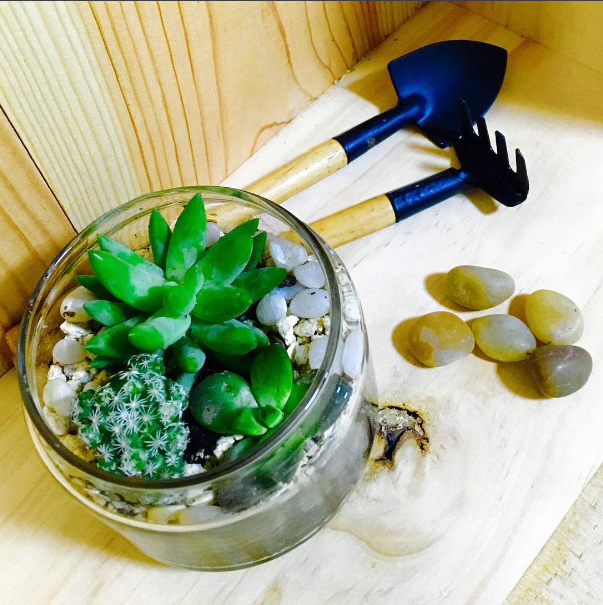 多肉植物盆景手工工作坊