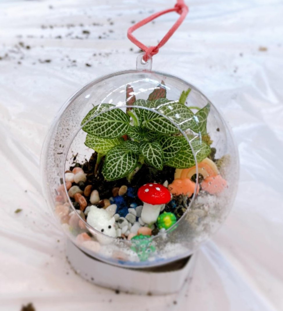 香港學校綠色手工：觀葉植物工作坊