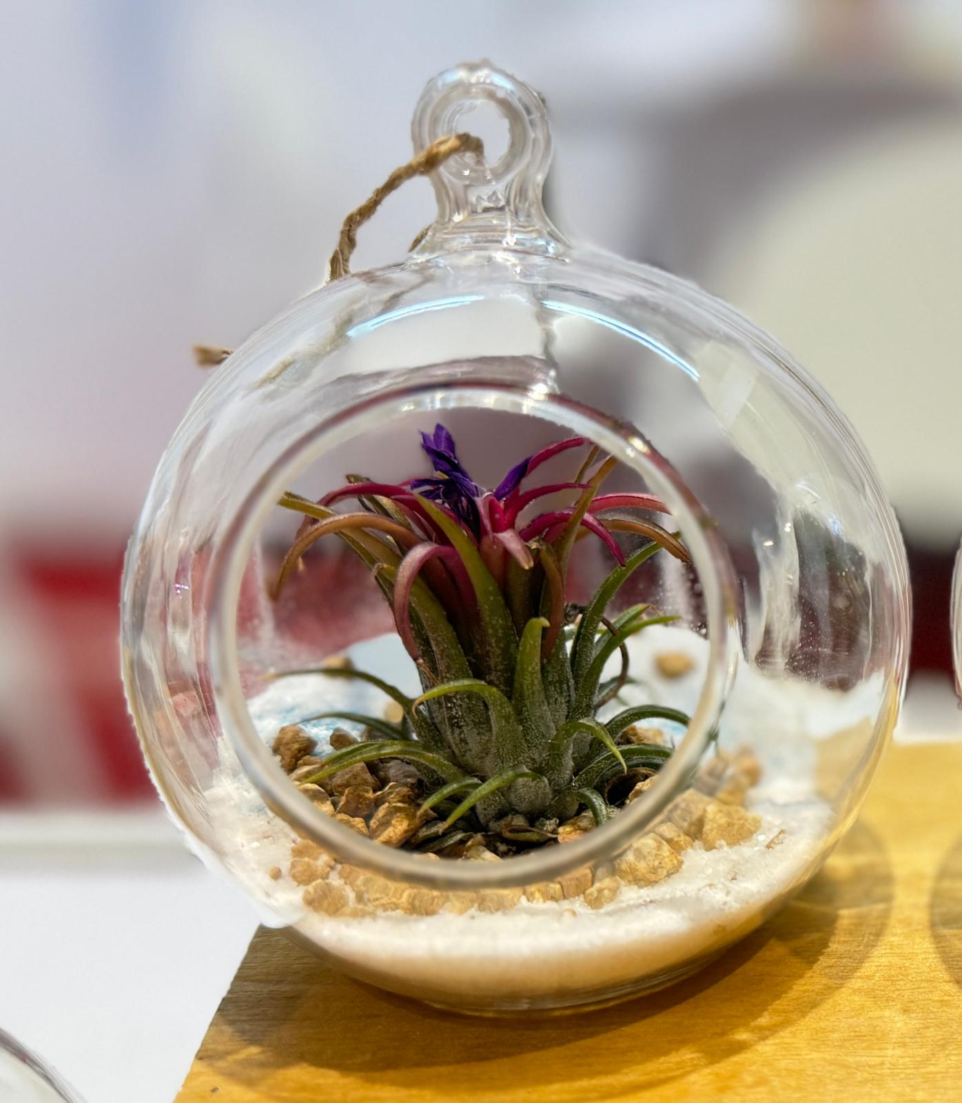 香港植物空氣草玻璃球手工製作班