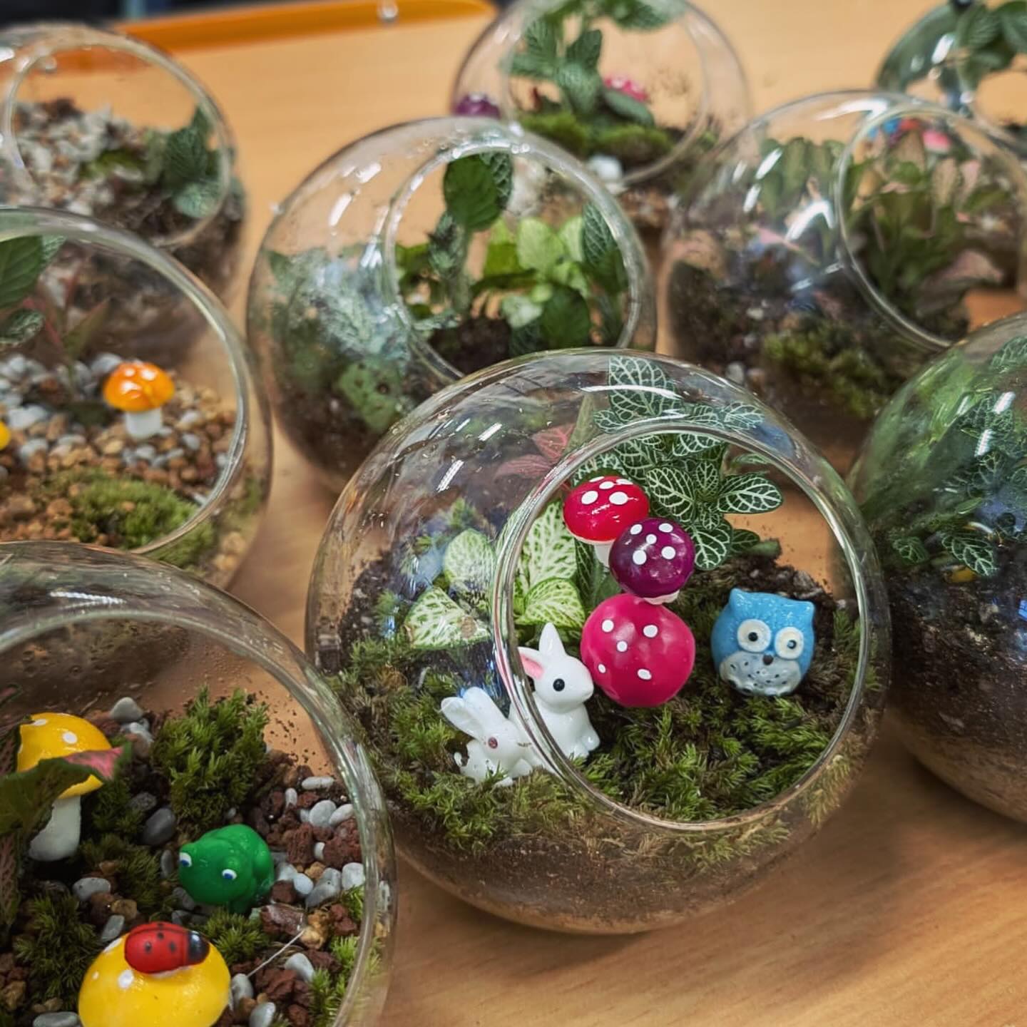 香港盆景植物生態瓶手工工作坊